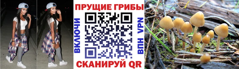 Галлюциногенные грибы GOLDEN TEACHER  где найти   Михайловск 